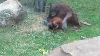 Орангутан. Orangutan. Moscow Zoo