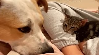 Woman brings an unwanted kitten home. And this is how her dog reacted.