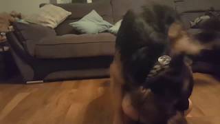 German shepherd will not leave owner' side