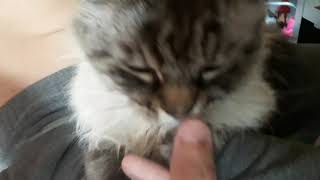 Мой кот любит сосать палец..хихи..