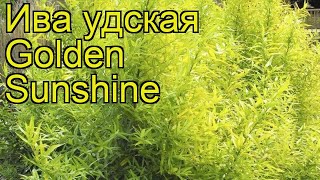 Ива удская Голден Саншайн. Краткий обзор, описание характеристик salix udensis Golden Sunshine