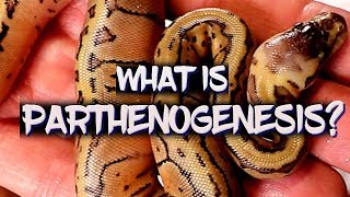 Parthenogenesis explained!