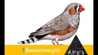 Александра Василевская: "Синица в руках: как птицы двигают науку"