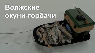 Ловля окуня на балансир. Волжские горбачи.