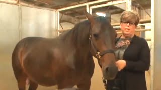 Лошадь родила двух жеребят за один раз, это является большой редкостью