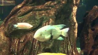Acuario de peces de películas HD de música Remolque