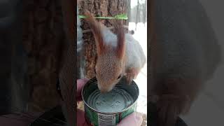 Напоил белку / I watered a squirrel