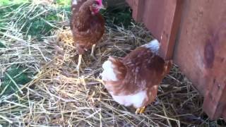 RARE: CHICKEN WOMAN