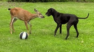 Cutest Animal Odd-Couples