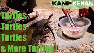 The Turtles & Terrapin of North America at Garden State Tortoise habitat!