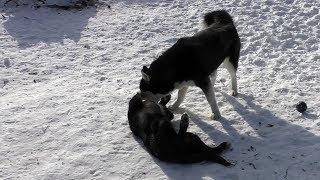 Нападение волков на собаку