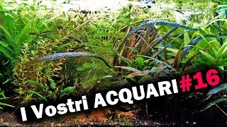 TOUR dei vostri ACQUARI - Ep. 16