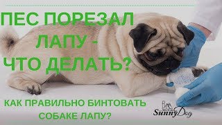 Собака порезала лапу, что делать? Как бинтовать собаке лапу правильно?