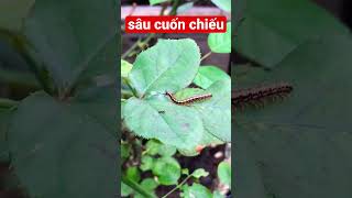 Bé nhận biết con sâu cuốn chiếu / Dạy trẻ thông minh sớm #daybehoc #daybetapnoi #daytrethongminhsom