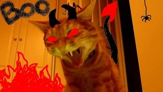 Cats EVIL laugh / Злобный смех котов