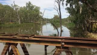Murray cod fishing Narrandera