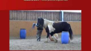 Horse assisted education • Leadership Coaching with Horses