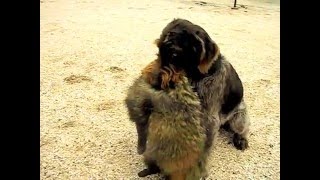 DEUTSCH DRAHTHAAR AXA vom Milageli.Дратхаар апорт енота.