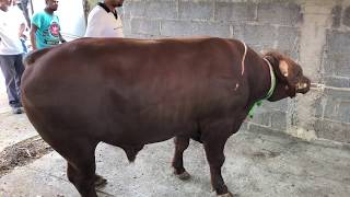 bakrid 2018