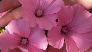 ПРЕКРАСНАЯ ЛАВАТЕРА В САДУ - ПОСАДКА, ВЫРАЩИВАНИЕ, УХОД, РАЗМНОЖЕНИЕ / LAVATERA in the garden