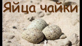 Нашёл яйца чаек! Found seagull eggs!