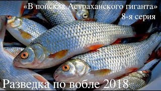 8-я серия "В поисках Астраханского гиганта" Разведка по вобле 2018