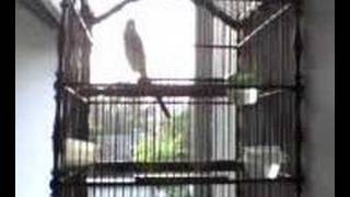 Bách thanh - Chàng làng - Suara burung