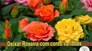 Roseira com varias cores, Enxertia em Rosas com o amigo Silvio Plantar em Casa
