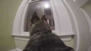 GoPro on a German Shepherd left home alone