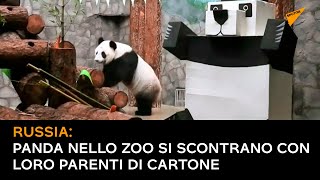 Russia: Kung Fu! Panda nello zoo di Mosca si scontrano con i loro parenti di cartone