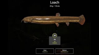 Russian Fishing 4. Spot loach en Akhtuba