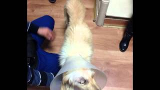 Mutlu kuçu (Golden Retriever)