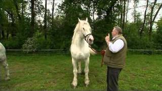 Horse mating