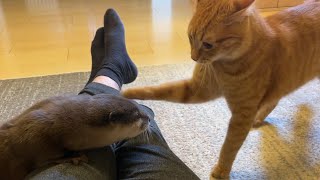 カワウソさくら ちょっかいを出し合うカワウソと猫のほんわかやりとり Otter and cat playing pranks on each other