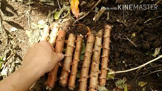 UNTUK PERSEDIAAN MAKANAN DI MASA PANDEMI, MENCEGAH KELAPARAN KARENA CORONA DENGAN MENANAM SINGKONG.