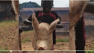 How this boy Killed big Pig for Christmas ?