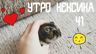 УТРО КЕКСИКА | ХОМЯК БАЛДЕЕТ | ПОПОЛНЯЕМ ЗАПАСЫ | ГУЛЯЕМ | Ч1 | KEKC CHANNEL