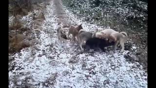 Діти Боса та Норки, Боса та Рути.