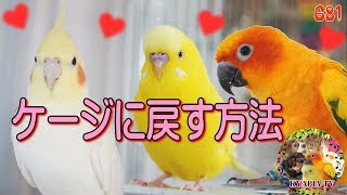 放鳥後、インコをケージ・カゴに戻す方法｜セキセイインコ・オカメインコ・コガネメキシコインコ681
