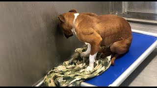Woman comes up with a genius way to save senior shelter dogs