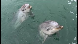 Стала известна причина смерти  дельфина  в дельфинарии Большой Утриш