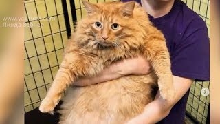 Толстый кот Базука разучился ходить из-за обжорства