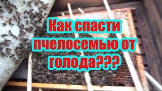 ???2020 г. 2 Часть.КАК СПАСТИ СЕМЬЮ ОТ НЕДОСТАТКА КОРМА? ОСМОТР И ДАЁМ ДОТАЦИЮ