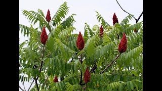 Sumac!  What is it?  What's it good for?