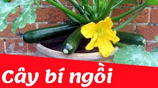 Dạy bé học nhận biết cây bí ngồi | Dạy trẻ thông minh sớm