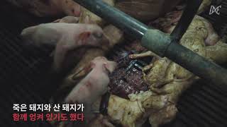 DxE 서울 공개구조 - 새벽이, 노을이 그리고 별이 (자막 있음)