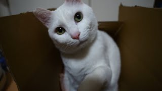 LUMIX DC-GH6 + LEICA DG VARIO-SUMMILUX 10-25mm 猫を新型カメラで