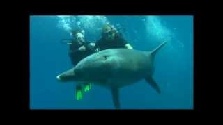 Kids Diving. Dolphin Reef in Eilat. Детский Дайвинг в Эйлате