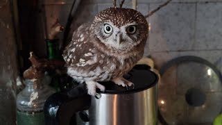 Совёнок Лучик отжал у кота балкончик, у меня чайник, у ящерок разметал тряпочку. Утро совы удалось