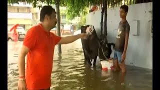 Pitched Against Flood, People Struggle To Protect Cattle In Patna